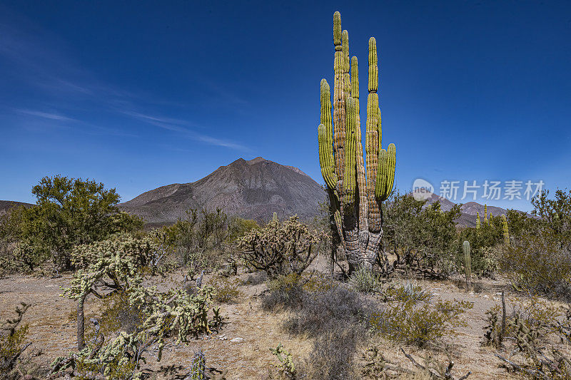 Pachycereus pringlei,  Mexican giant cardon or elephant cactus, is a species of large cactus native to the states of Baja California and Baja California Sur. It is commonly known as cardón. Sierra de San Francisco, Mexico.